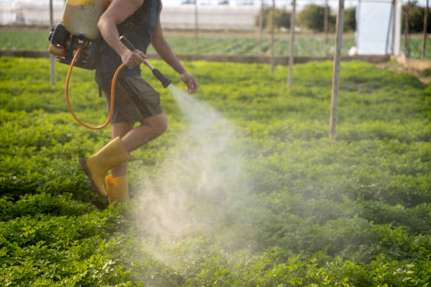 Best Affordable Pest Control Services  in Quitman, MS