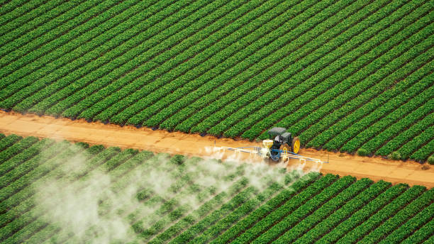 Best Exterminator Services  in Quitman, MS