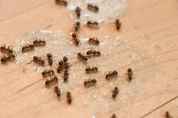 Reliable Quitman, MS Pest Control Solutions
